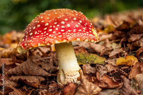 Huge red mushroom with white dots. Amanita muscaria, commonly known as the fly agaric. It is a large white-gilled, white-spotted, usually red mushroom.