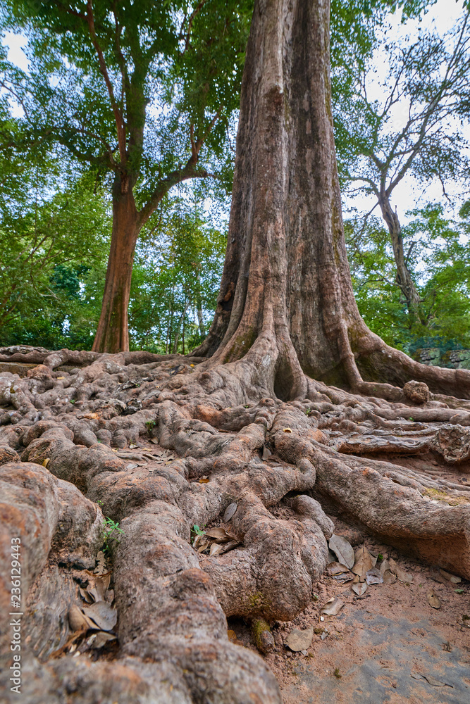 Trees raised on the ruins of the temple Ta Prohm,temple at Angkor Wat complex, Angkor Wat Archaeological Park in Siem Reap, Cambodia UNESCO World Heritage Site