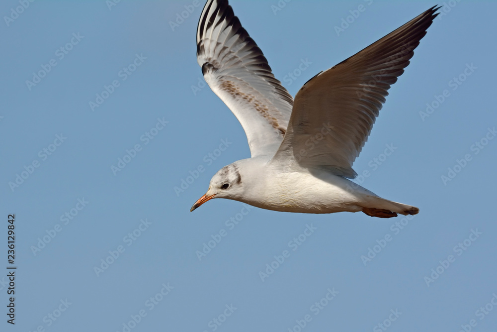 Black-headed Gull (Larus ridibundus), Greece Black-headed Gull (Larus ridibundus), Greece