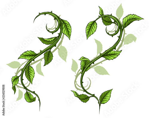Graphic cartoon detailed green rose branch, stem with leaves, thorns and shadows. Isolated on white background. Vector icon set. Vol. 3