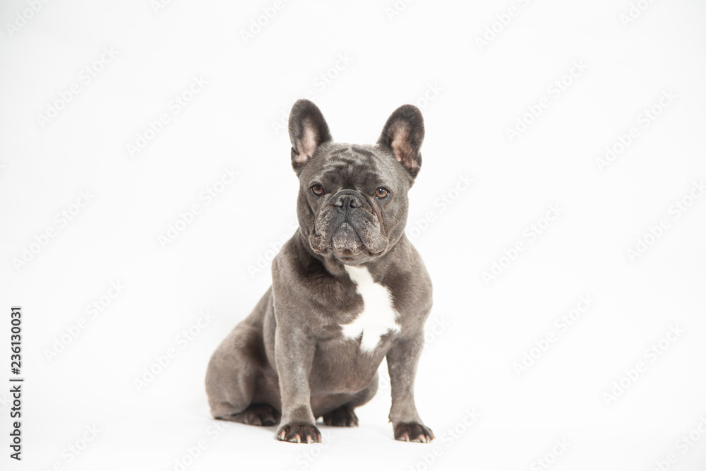  My French Bulldog Posing