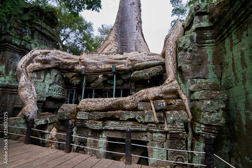 Trees raised on the ruins of the temple Ta Prohm,temple at Angkor Wat complex, Angkor Wat Archaeological Park in Siem Reap, Cambodia UNESCO World Heritage Site © DannyIacob