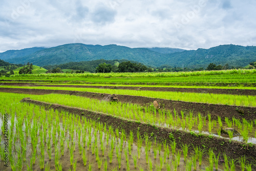 Paddy Rice Field Plantation Landscape with Mountain View Background