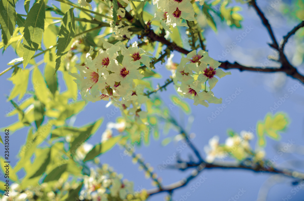 Bossom of white flowers on the tree