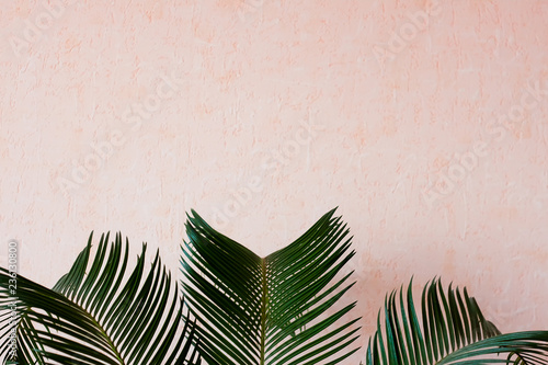 Obraz Palmy przed ścianą - pastelowe kolory - piękna koncepcja lato liści palmowych
