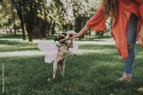 Beautiful pug puppy with fairy wings is playing with girl and gnawing toy bone