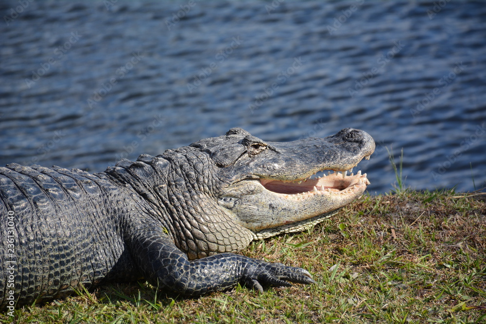 Obraz premium Florida alligator along side water