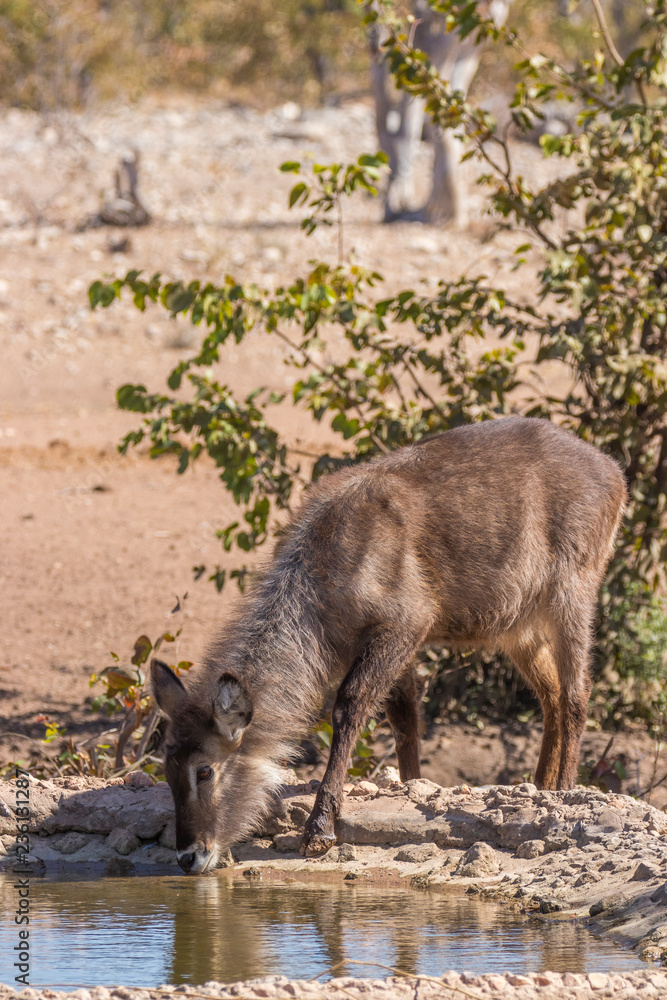 A waterbuck ( Kobus Ellipsiprymnus) at a water hole drinking, Ongava Private Game Reserve ( neighbour of Etosha), Namibia.