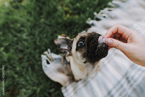 Top view of little pug puppy is sitting in plaid in park and eating food from arm of his owner