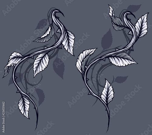 Graphic detailed black and white rose branch, stem with leaves, thorns and shadows. Isolated on gray background. Vector icon set. Vol. 4