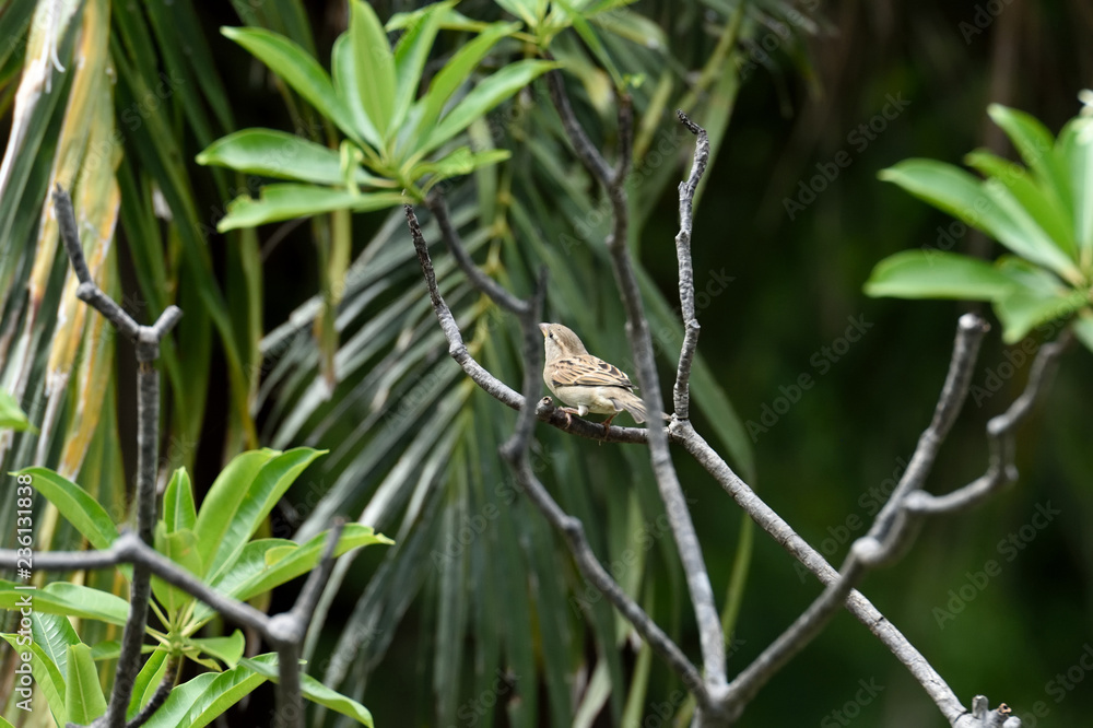 House sparrow House sparrow
