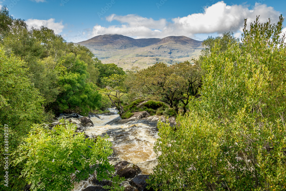 Raging rapids in a small stream surrounded by plush foliage against a background of mountains and a blue sky in Kilarney National Park in Ireland.
