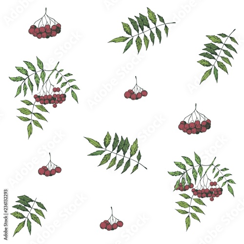 Seamless pattern with rowan. Vector illustration