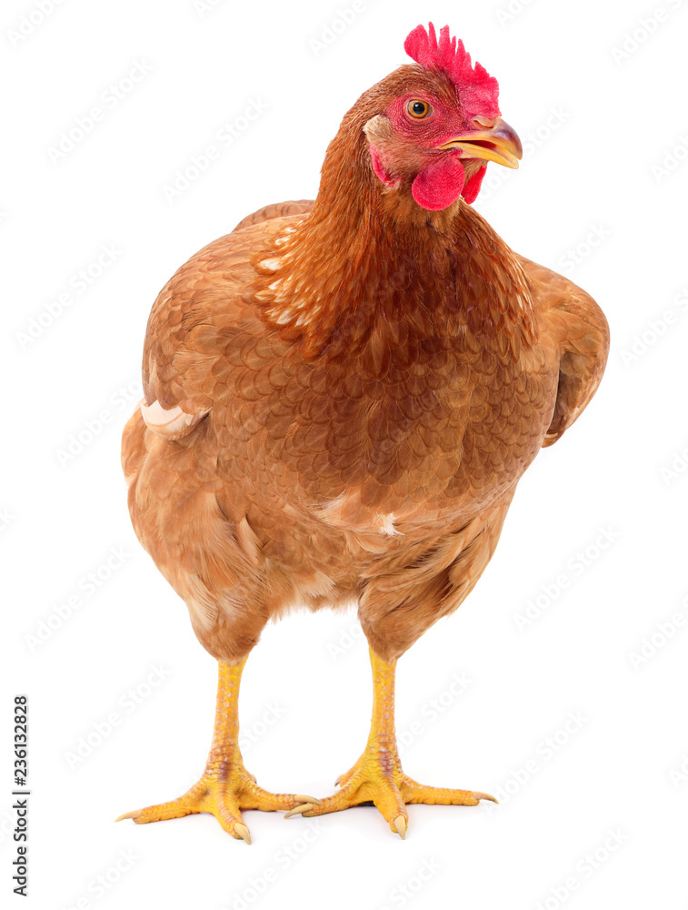 Fototapeta premium Brown hen isolated.