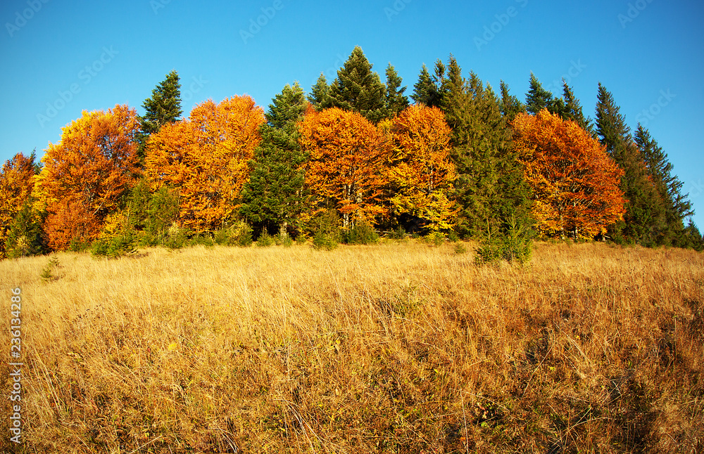 Autumn. Fall. Autumn panorama with trees, grass and blue sky in the forest of Carpathians - freedom and open space