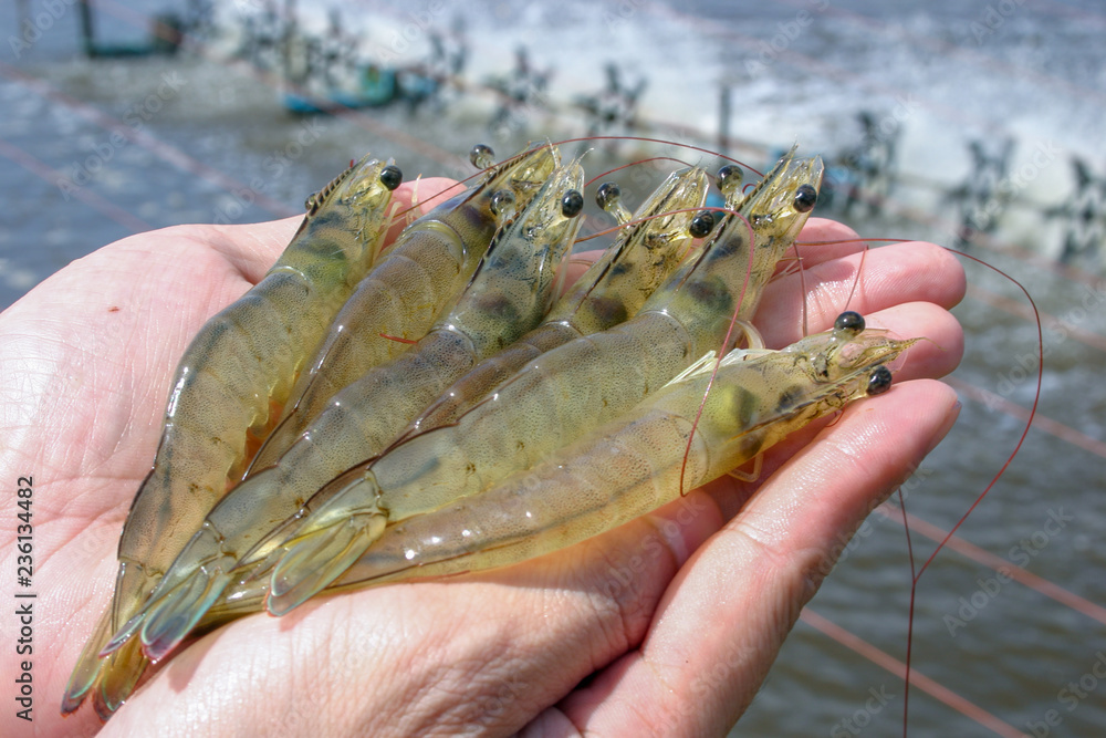 White shrimps or Litopenaeus vannamei on hand in close up view at Aquatic farm. Fresh prawn have high protein and delicious taste for every seafood menu. Homemade food concept.