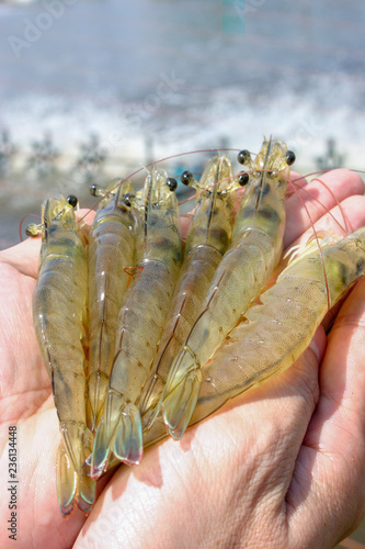 Obraz na płótnie White shrimps or Litopenaeus vannamei on hand in close up view at Aquatic farm. Fresh prawn have high protein and delicious taste for every seafood menu. Homemade food concept. w salonie