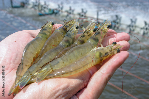 Obraz na płótnie White shrimps or Litopenaeus vannamei on hand in close up view at Aquatic farm. Fresh prawn have high protein and delicious taste for every seafood menu. Homemade food concept. w salonie