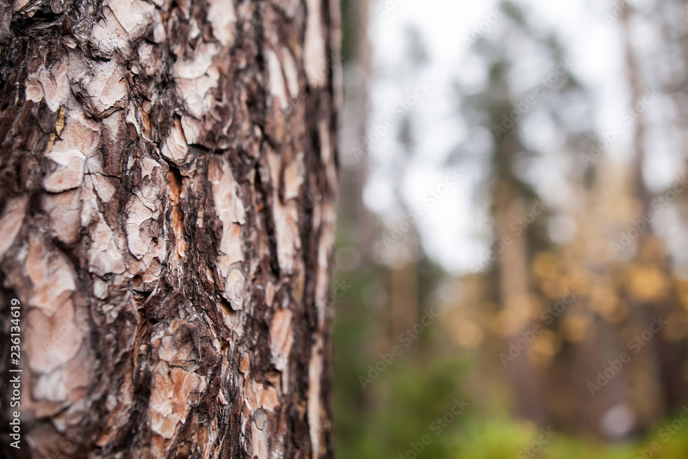 Rough cracked textured birch bark background closeup