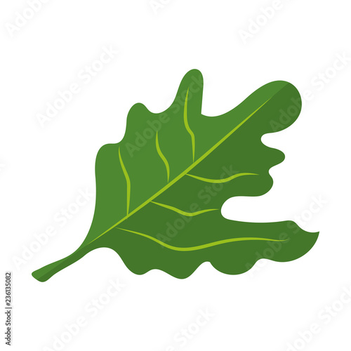 fresh rucola vegetable cartoon
