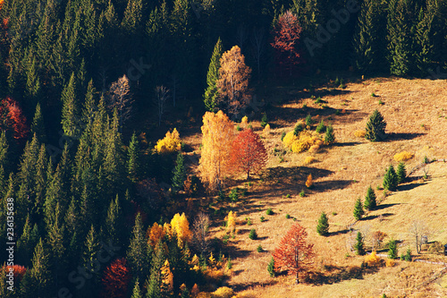 Orange, green and red colours of autumn forest in the Carpathian mountains