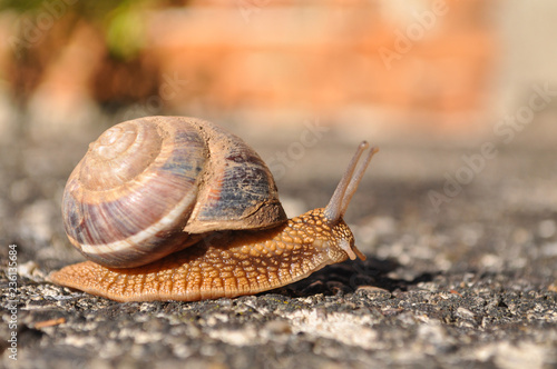 Little snail crawling on spring sun. Burgundy snail, Helix, Roman snail, edible snail or escargot crawling