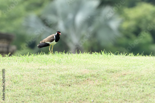 Red - wattled lapwing