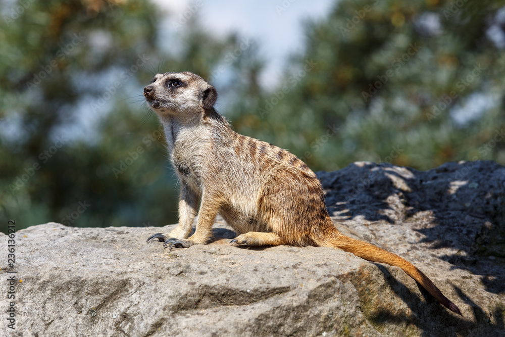 Fototapeta premium meerkat on rock