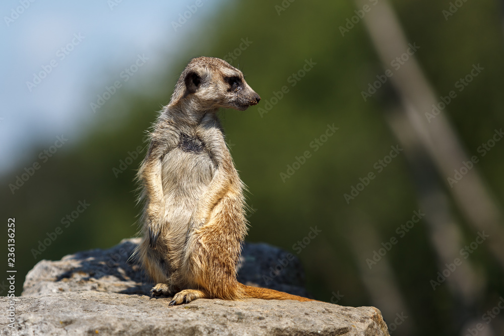 Fototapeta premium meerkat on guard