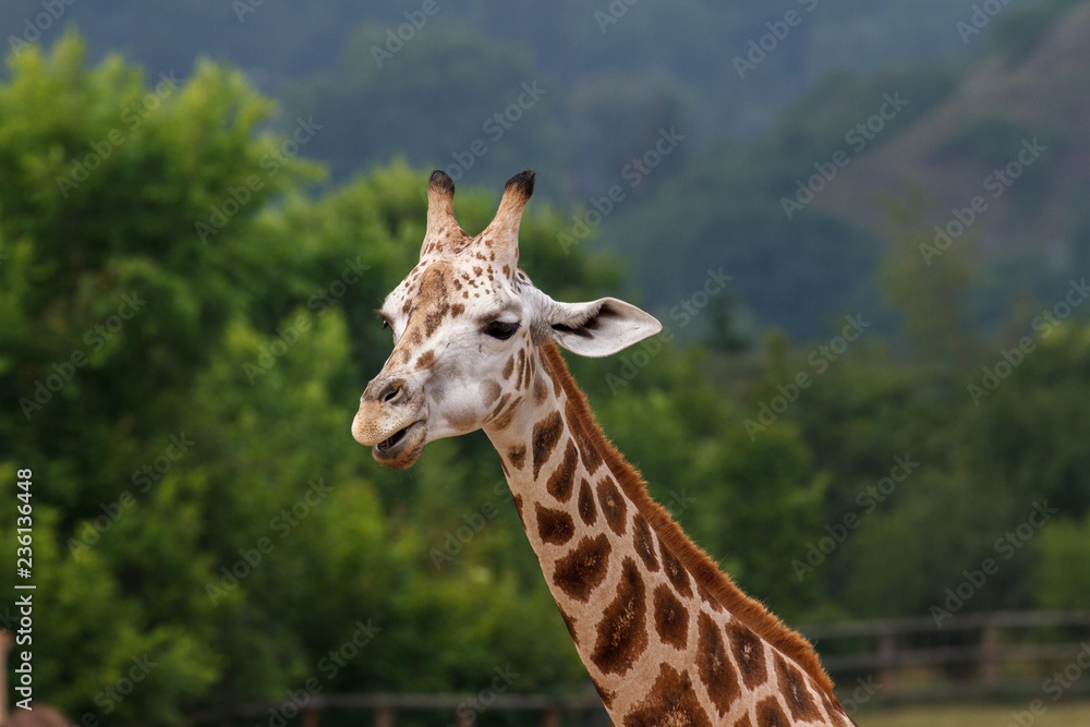 Fototapeta premium portrait of giraffe