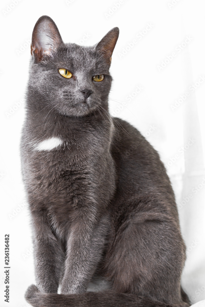 Cute cat isolated on white background , animal portrait