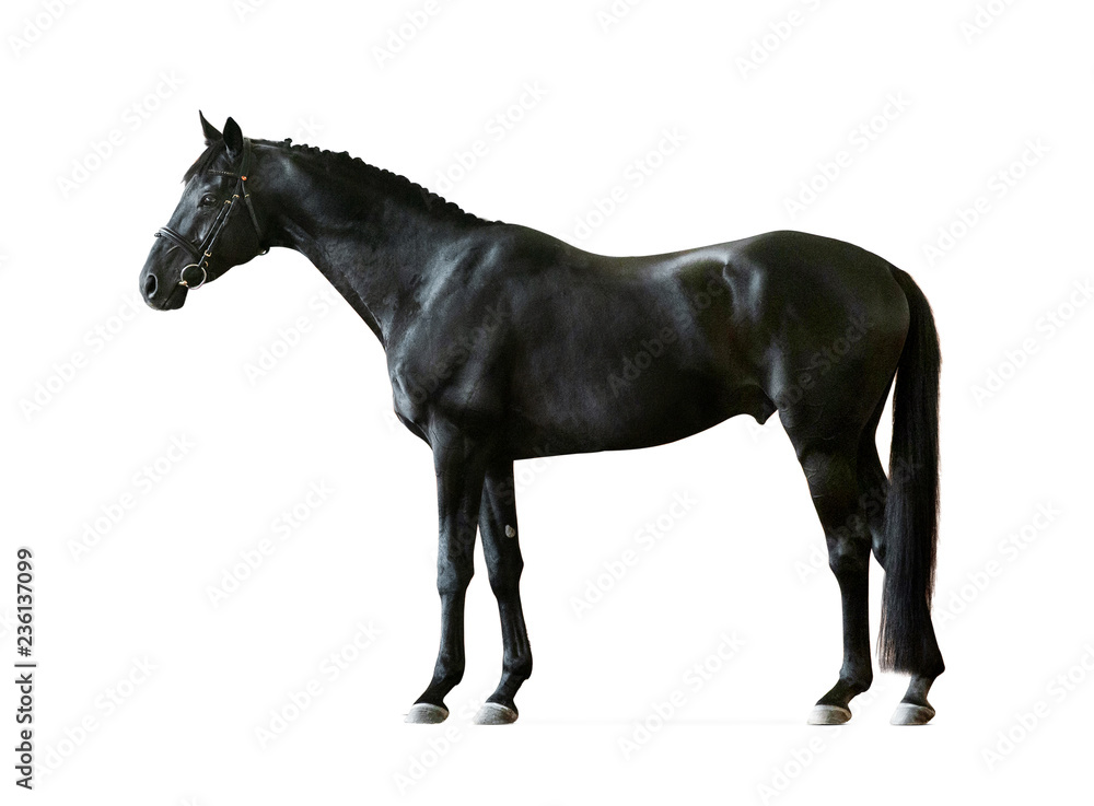 Fototapeta czarny rosyjski saddlebred koń na białym tle