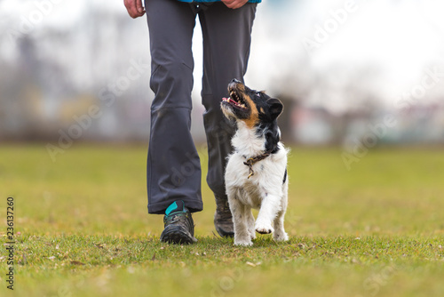 perfect heelwork with a obedient Jack Russell Terrier dog. Sport training and education