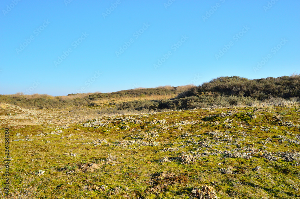 Krzaki, drzewa i krzewy w słoneczny dzień na tle niebieskiego nieba.