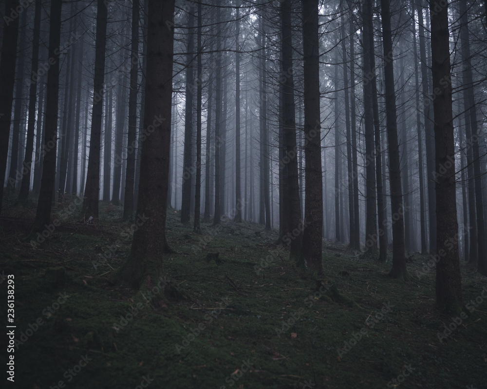 Naklejka premium Nebeliger Wald