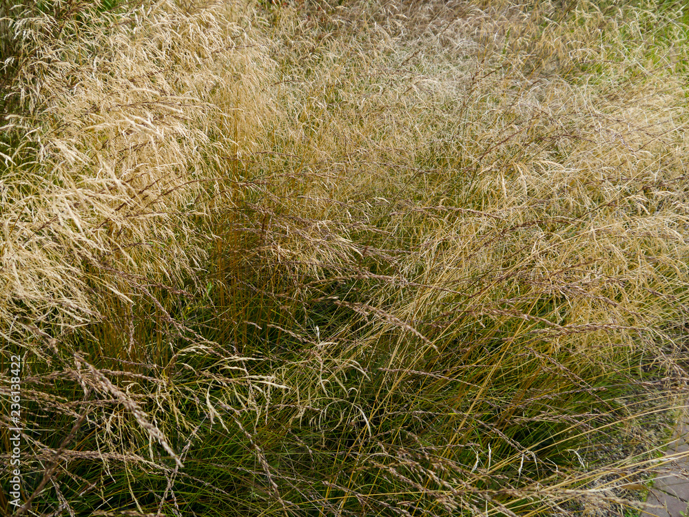 field of grasses field of grasses