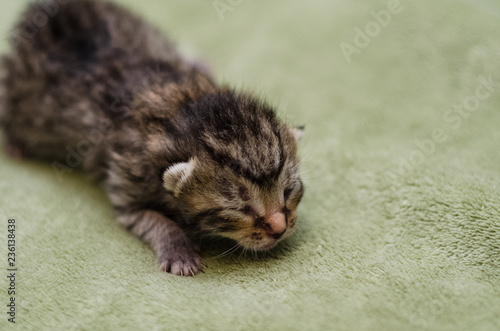 Newborn kitty crawling on a soft sheet