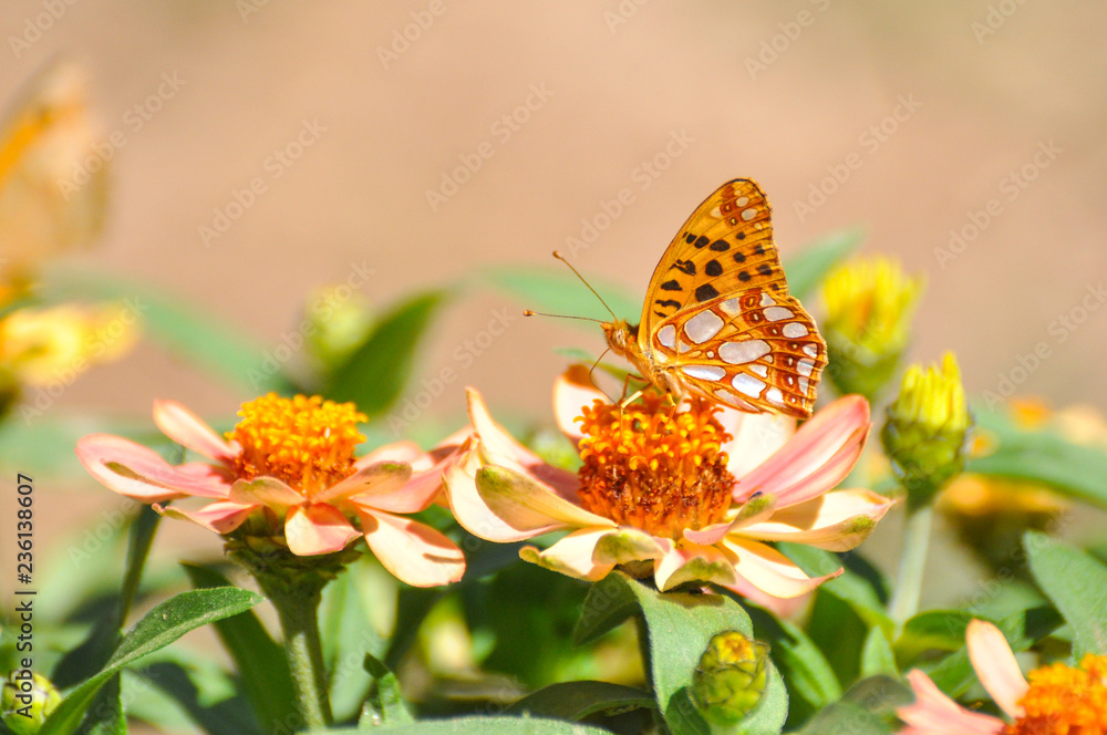 Queen of Spain Fritillary butterfly, Issoria lathonia on flower in garden.  Fritillary butterfly in natural habitat