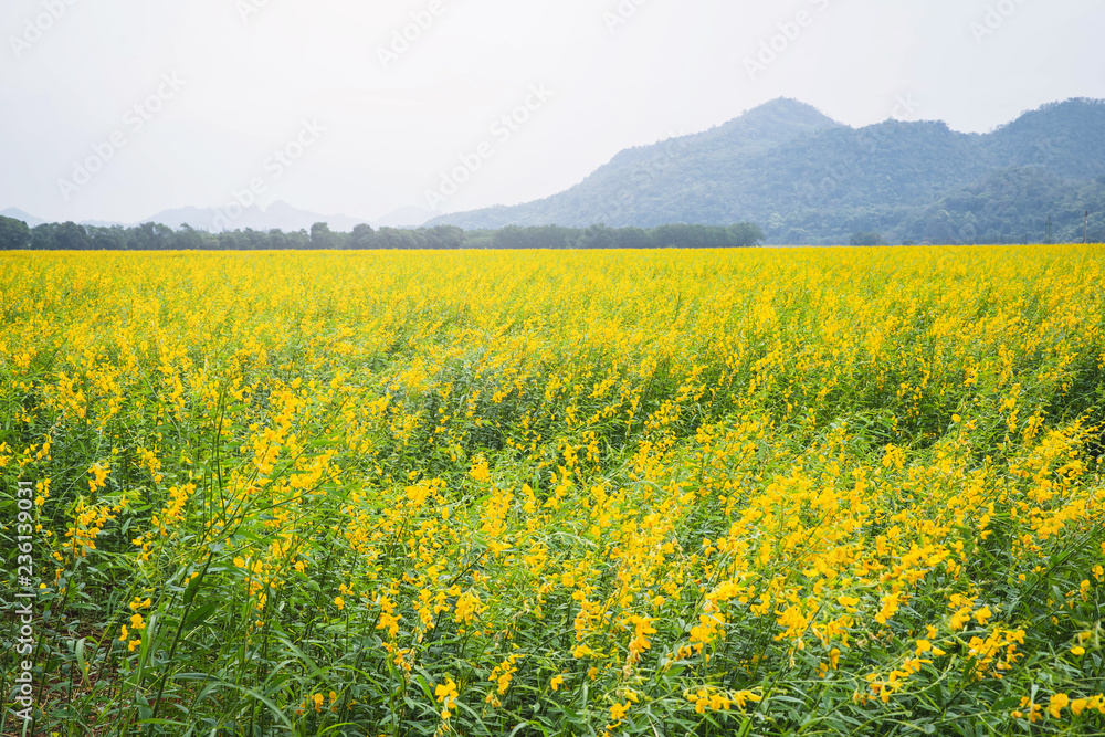 Field of yellow flower. flower background with yellow flowers. Beautiful yellow flowers.