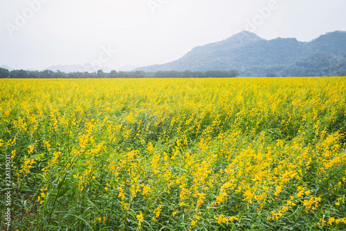 Field of yellow flower. flower background with yellow flowers. Beautiful yellow flowers. © Sirichai
