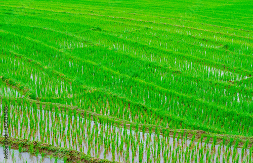 Fresh and beautiful green rice field terrace.