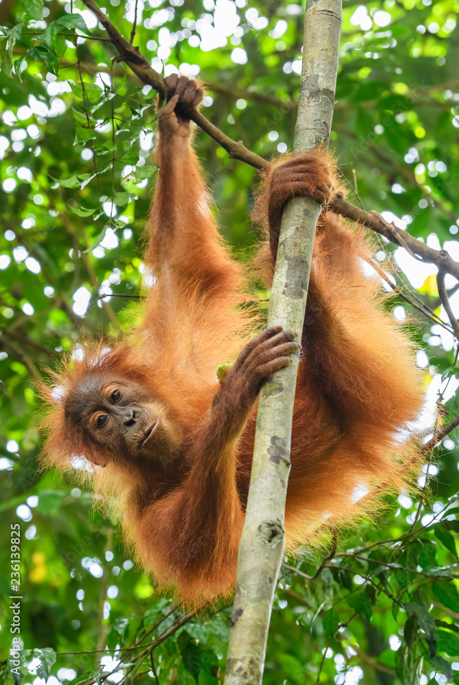 Naklejka premium Sumatran Orang-utan - Pongo abelii, hominid primate from Sumatran forests, Indonesia.