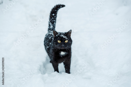 A black cat goes through the snow during a snowfall. Sneaking through the snow  cat. 