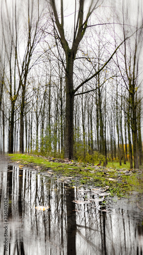 autumn walk in the forest photo