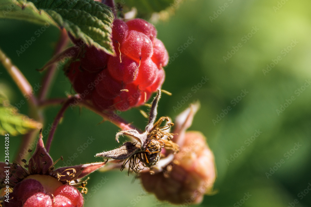 Red raspberry growing in natural environment Red raspberry growing in natural environment