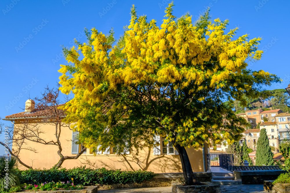 Arbre de mimosa en fleurs au village de Bormes les Mimosas, sud de France.