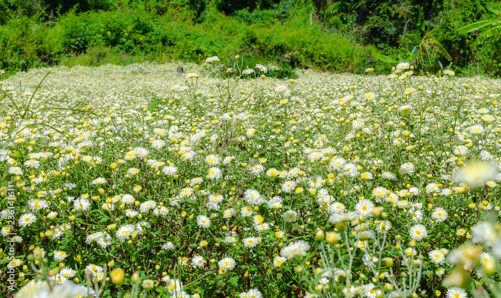 White chrysanthemum flower in plantation field for making chinese herbal medicine. White chrysanthemum flower in plantation field for making chinese herbal medicine.