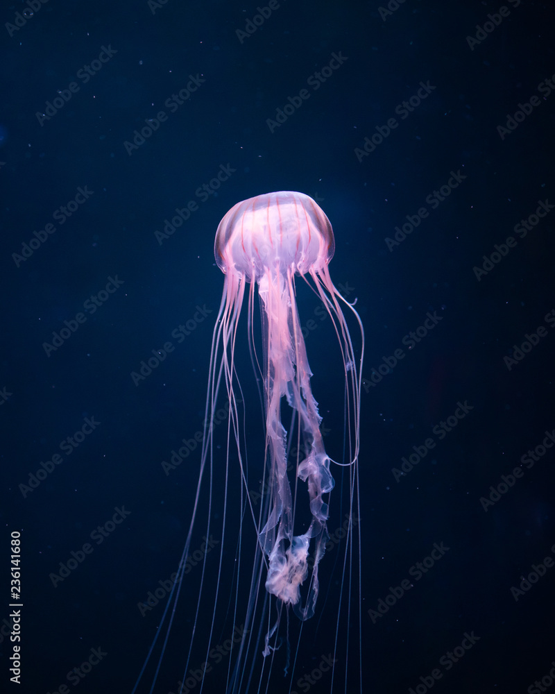 Naklejka premium świecące meduzy pod wodą