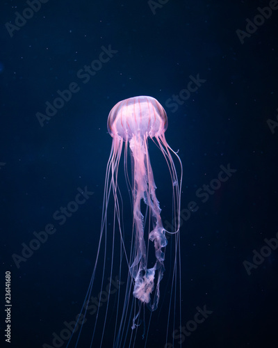Tablou canvas glowing jellyfish underwater