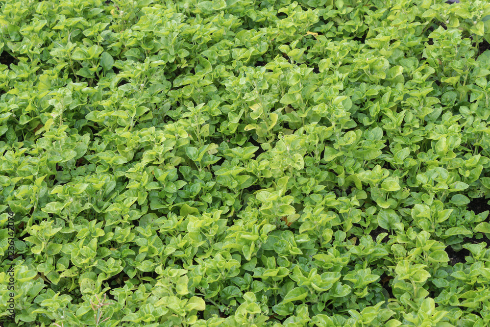 Green Organic vegetable garden.Plants on a vegetable in farm. Green Organic vegetable garden.Plants on a vegetable in farm.